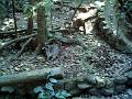 17a - Parc des Mamelles - Zoo 006
